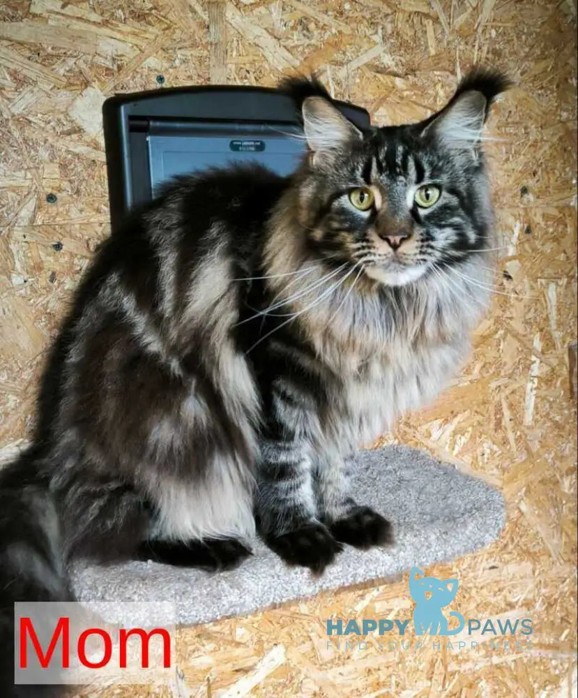 Chanel Maine Coon female blue live animals