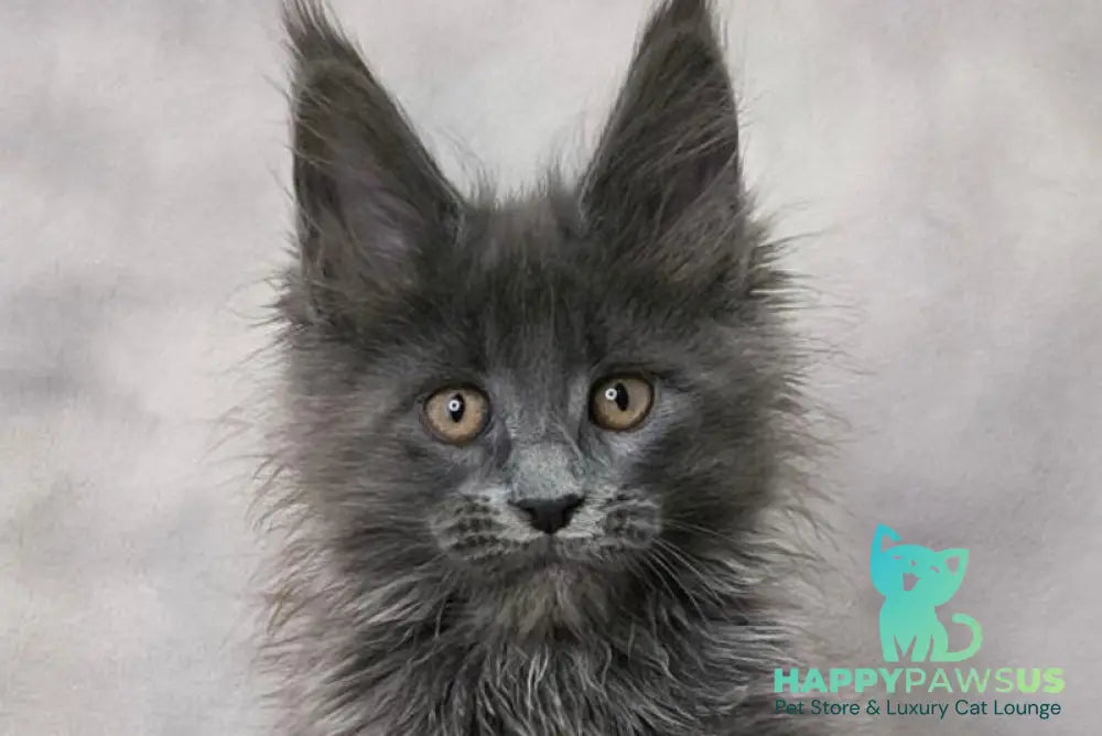 Chanel Maine Coon female blue live animals