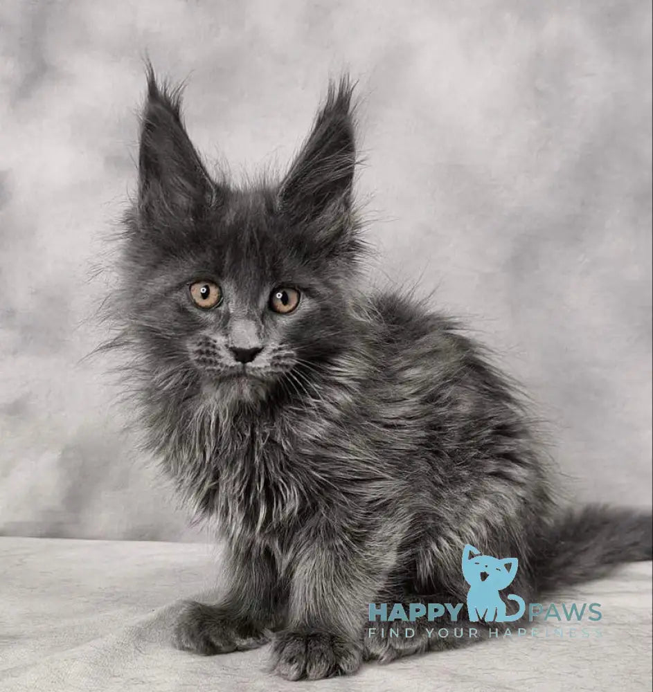 Chanel Maine Coon female blue live animals