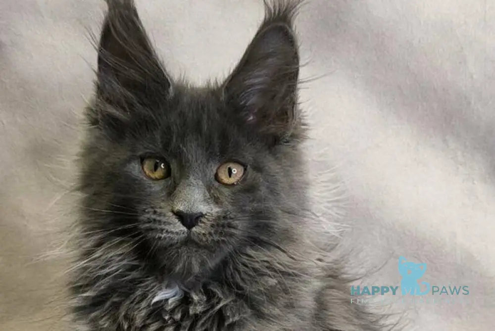 Chanel Maine Coon female blue live animals