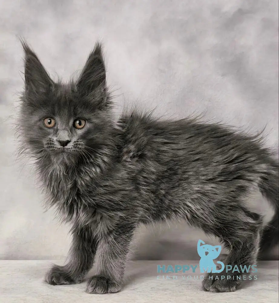 Chanel Maine Coon female blue live animals