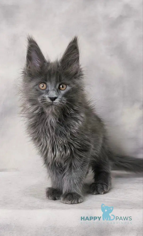 Chanel Maine Coon female blue live animals