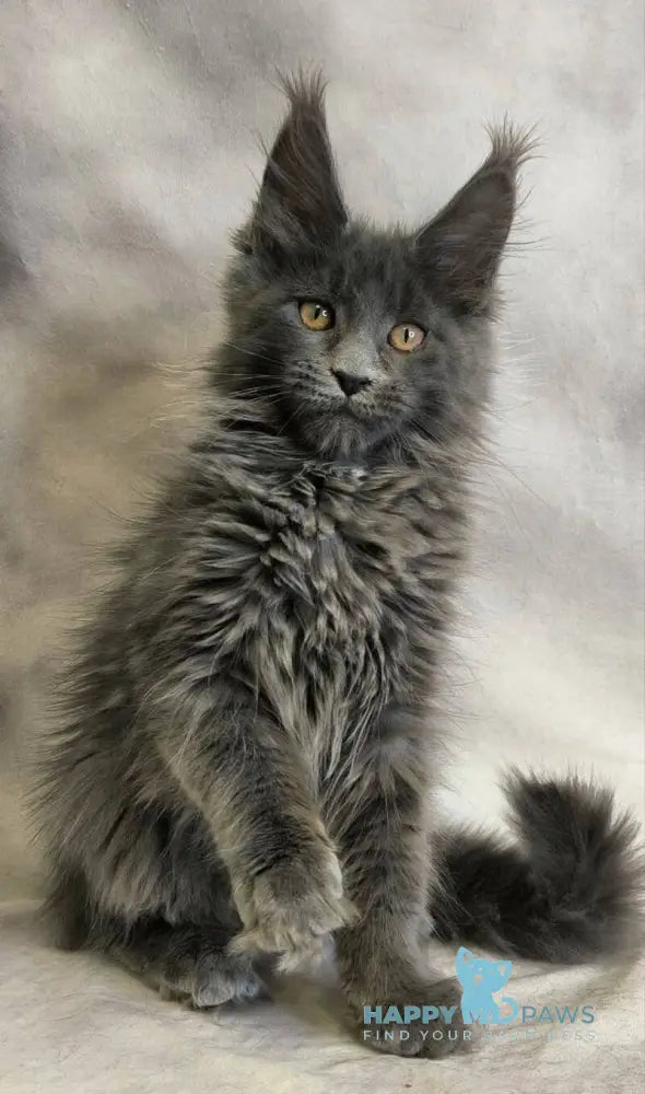 Chanel Maine Coon female blue live animals