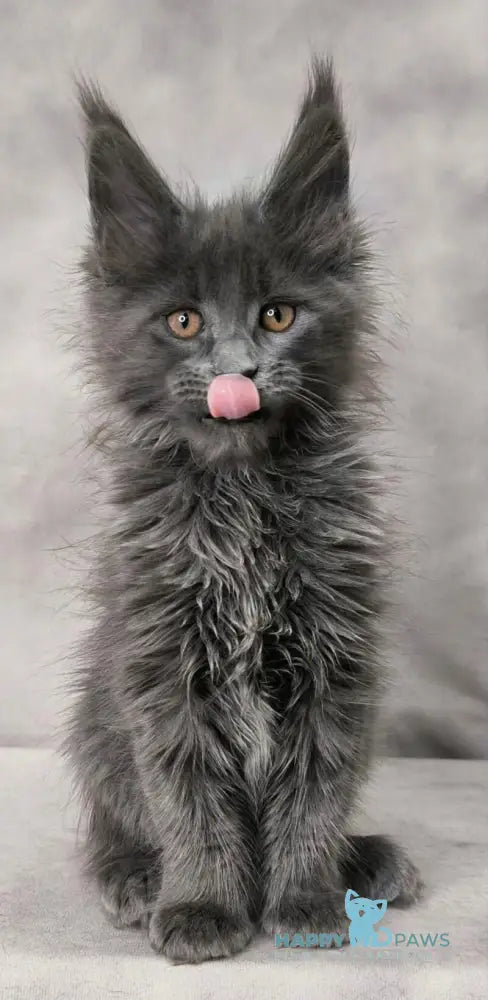 Chanel Maine Coon female blue live animals