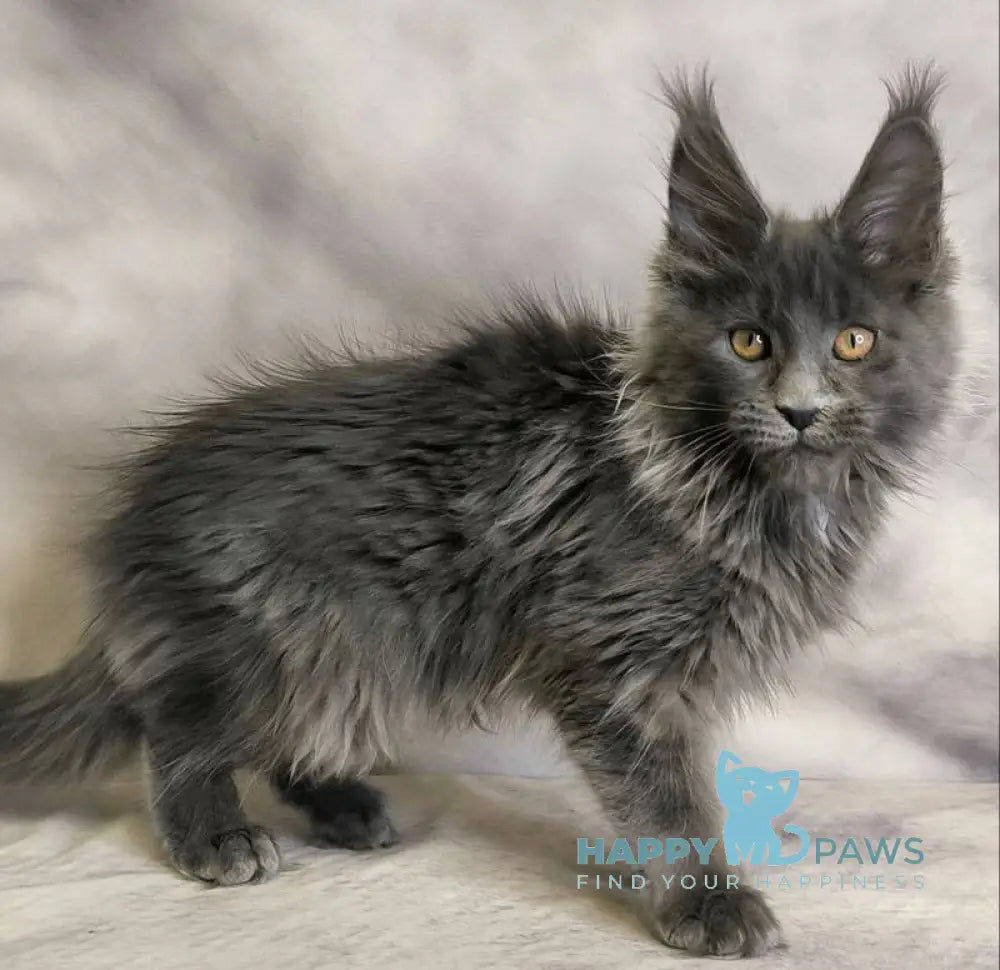 Chanel Maine Coon female blue live animals