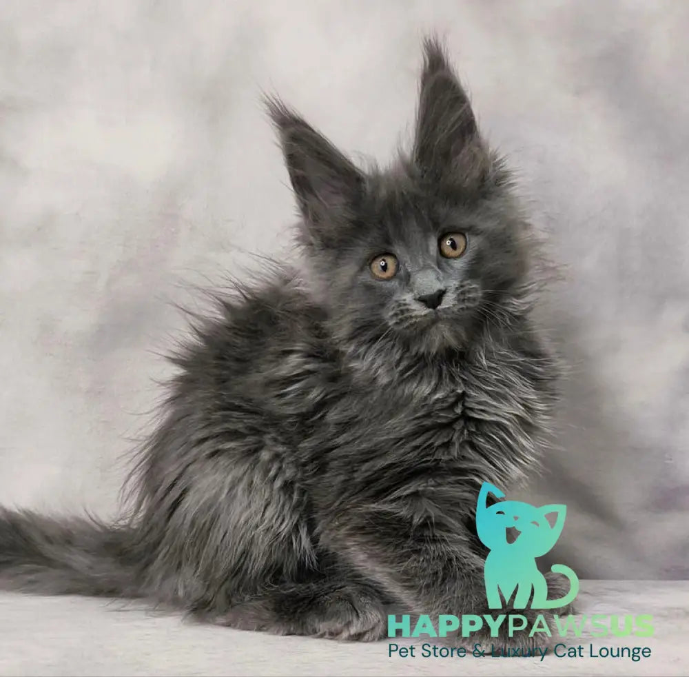 Chanel Maine Coon female blue live animals