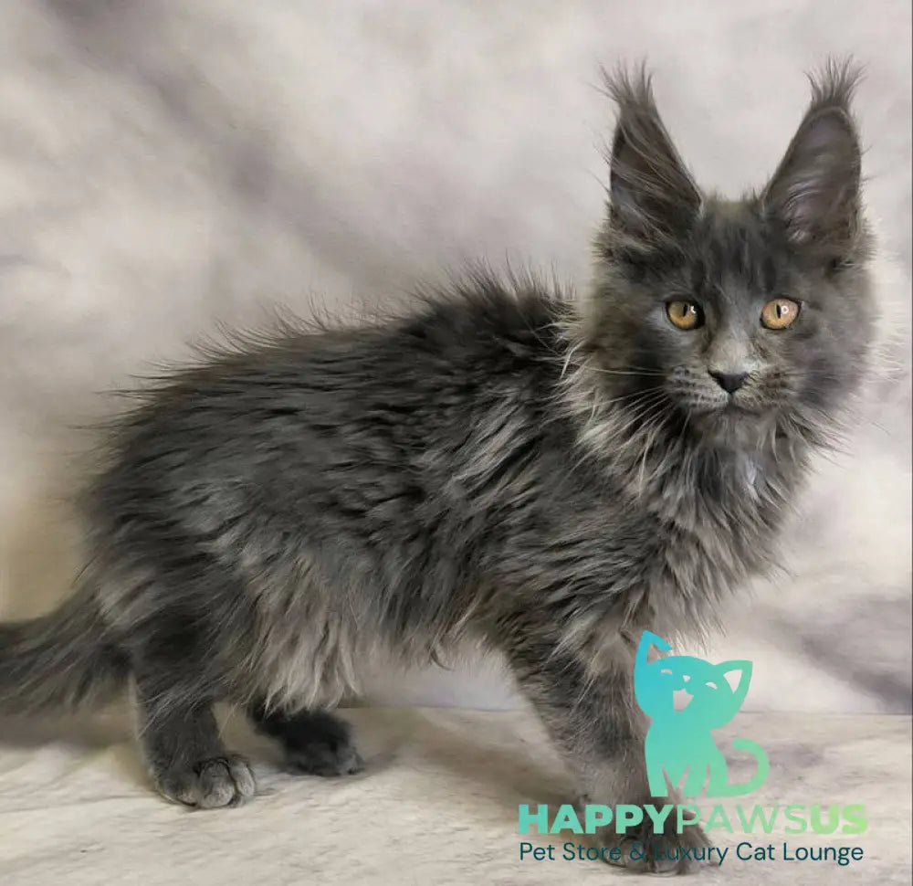 Chanel Maine Coon female blue live animals