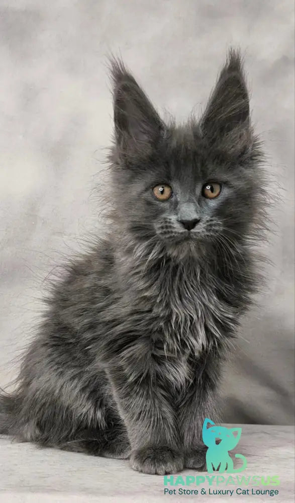 Chanel Maine Coon female blue live animals