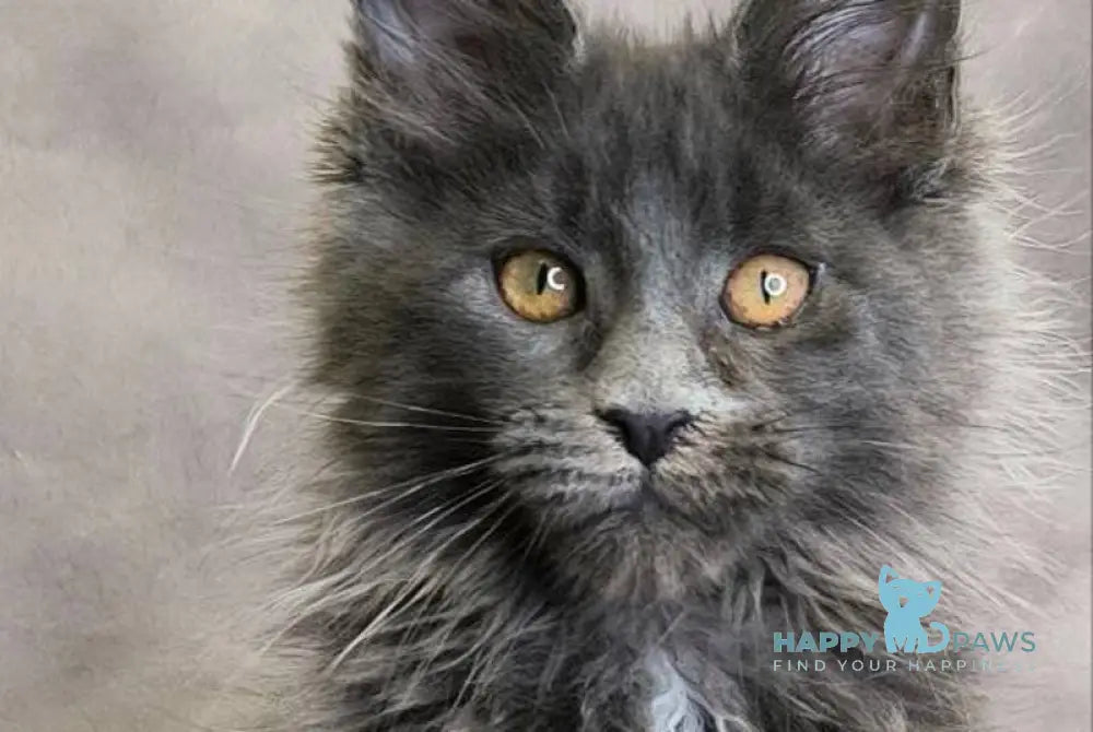 Chanel Maine Coon female blue live animals