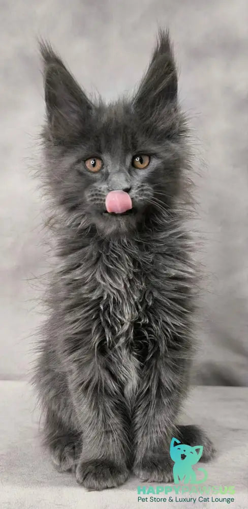 Chanel Maine Coon female blue live animals