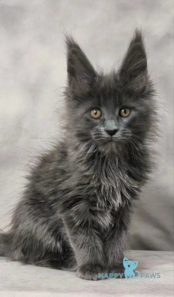 Chanel Maine Coon female blue live animals