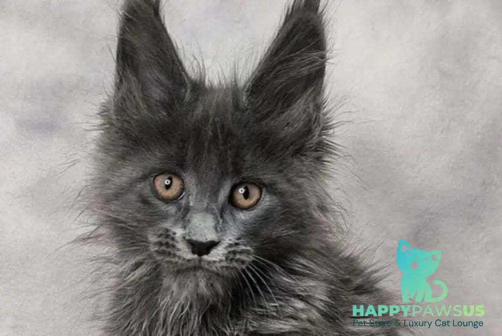 Chanel Maine Coon female blue live animals