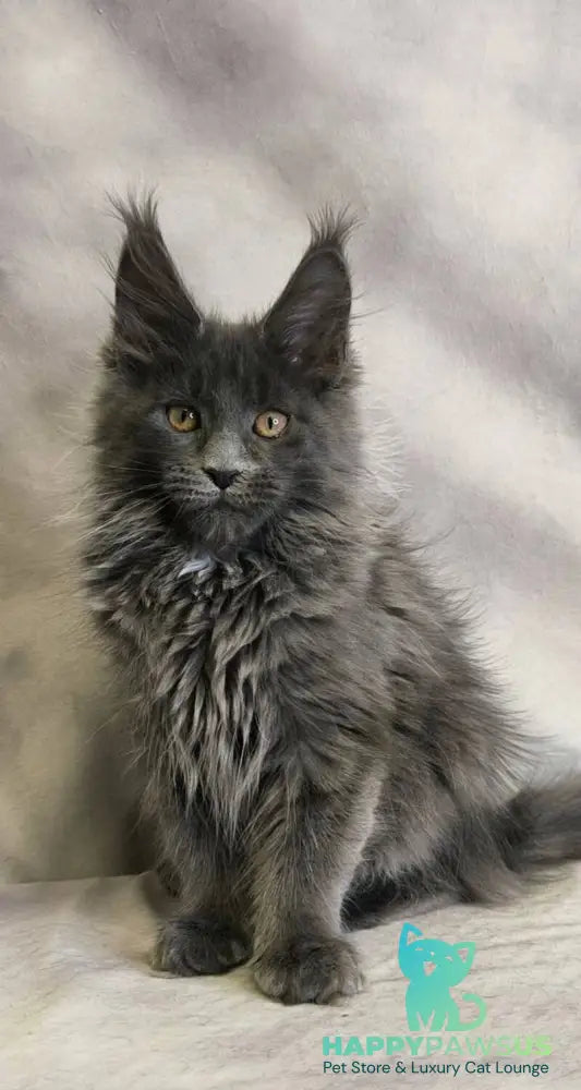 Chanel Maine Coon female blue live animals