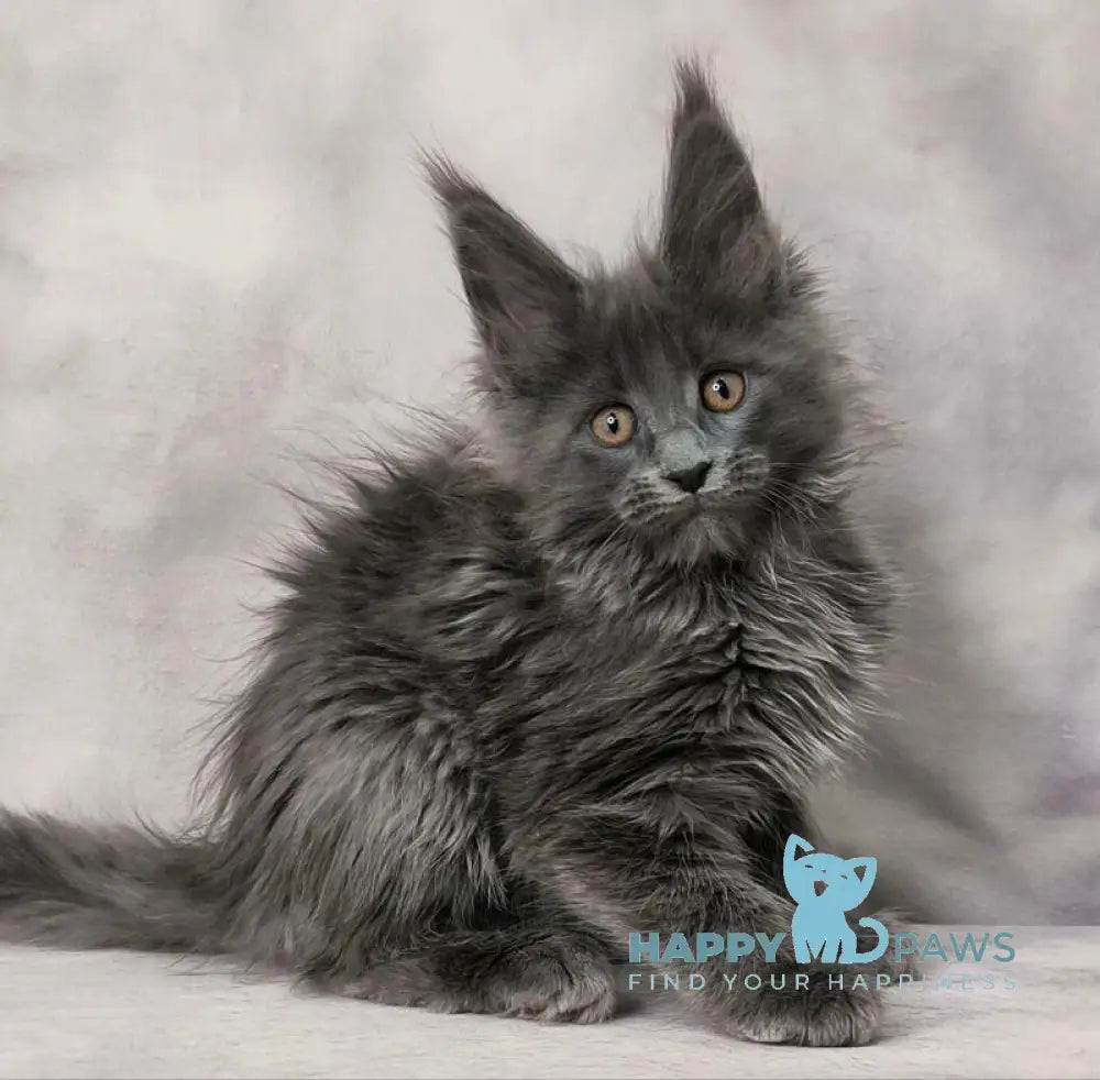 Chanel Maine Coon female blue live animals