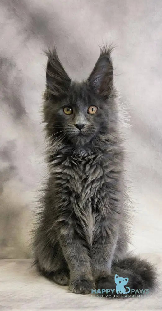 Chanel Maine Coon female blue live animals