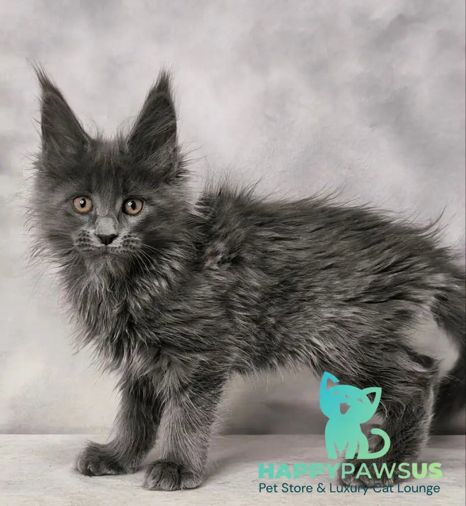 Chanel Maine Coon female blue live animals