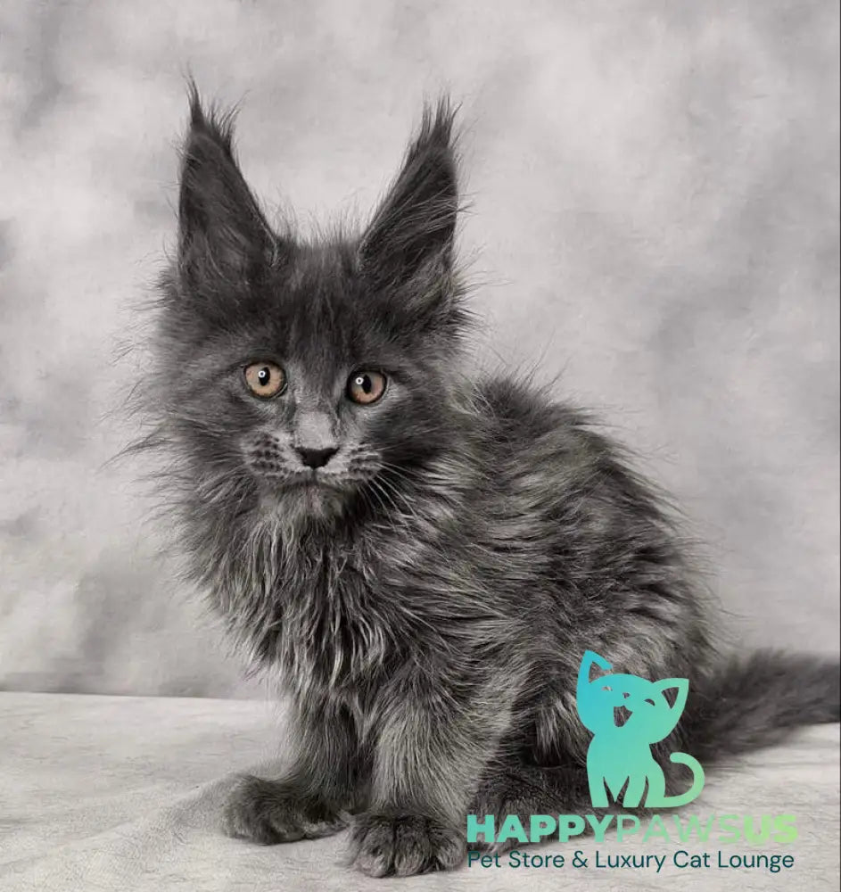 Chanel Maine Coon female blue live animals