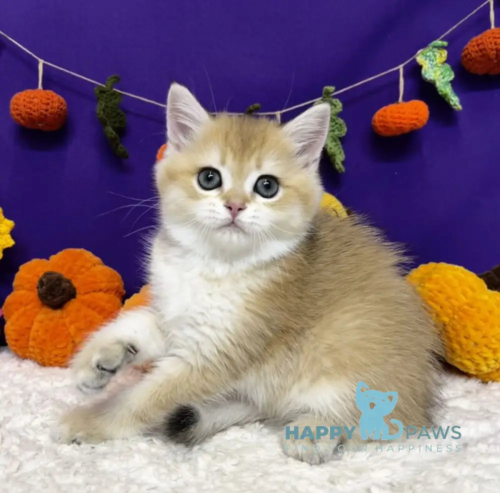 Chanel Scottish Straight female black golden chinchilla live animals