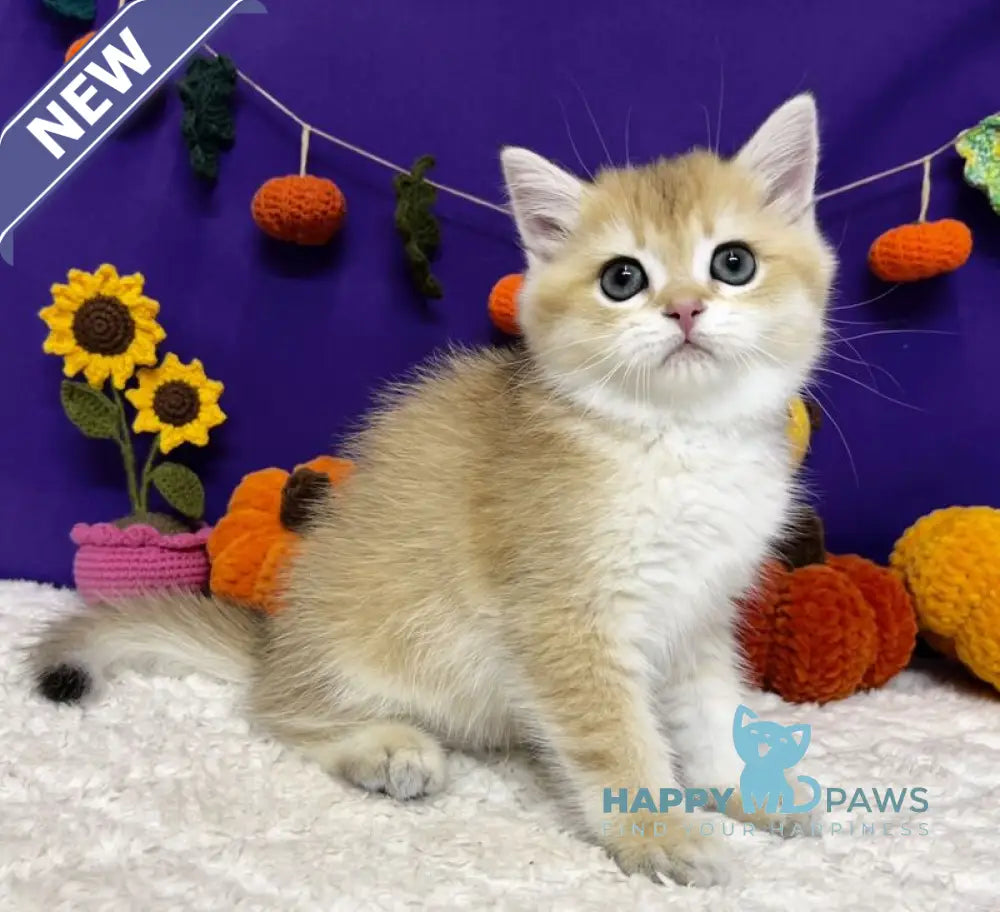 Chanel Scottish Straight female black golden chinchilla live animals