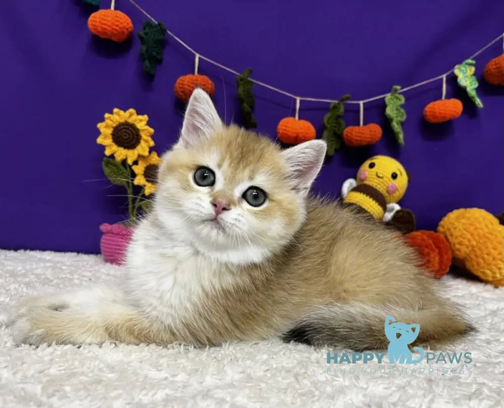 Chanel Scottish Straight female black golden chinchilla live animals