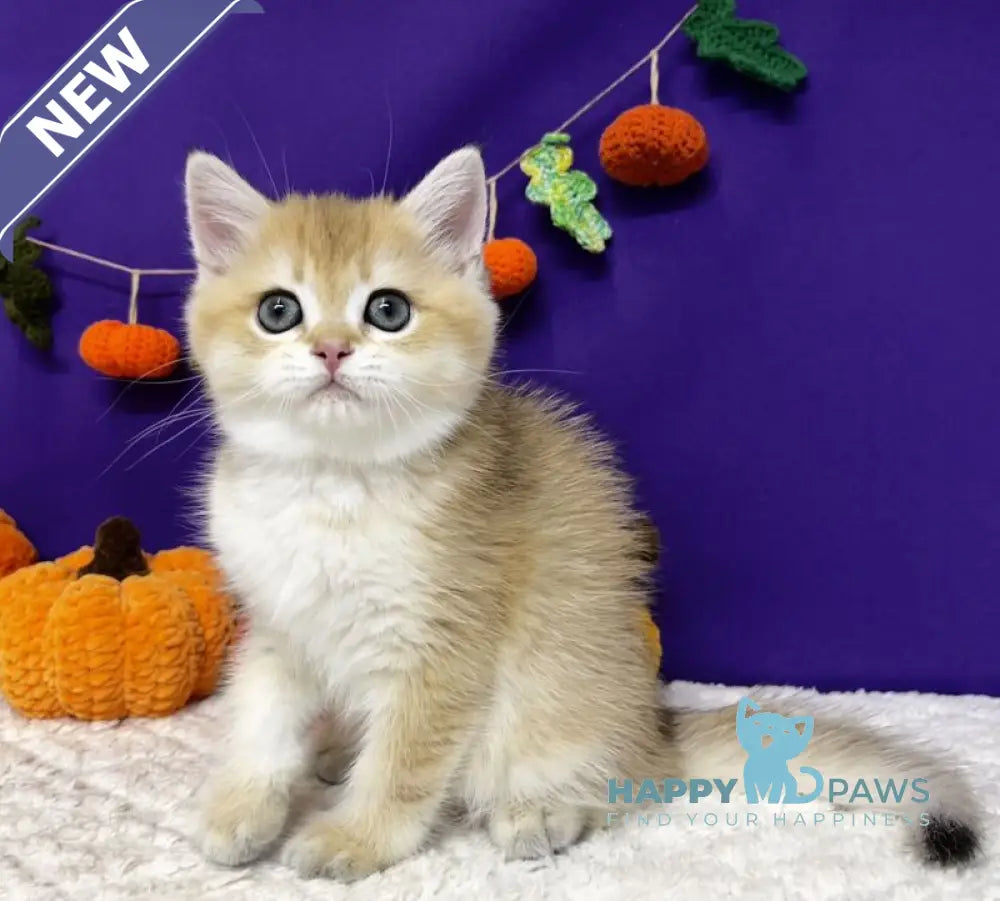 Chanel Scottish Straight female black golden chinchilla live animals