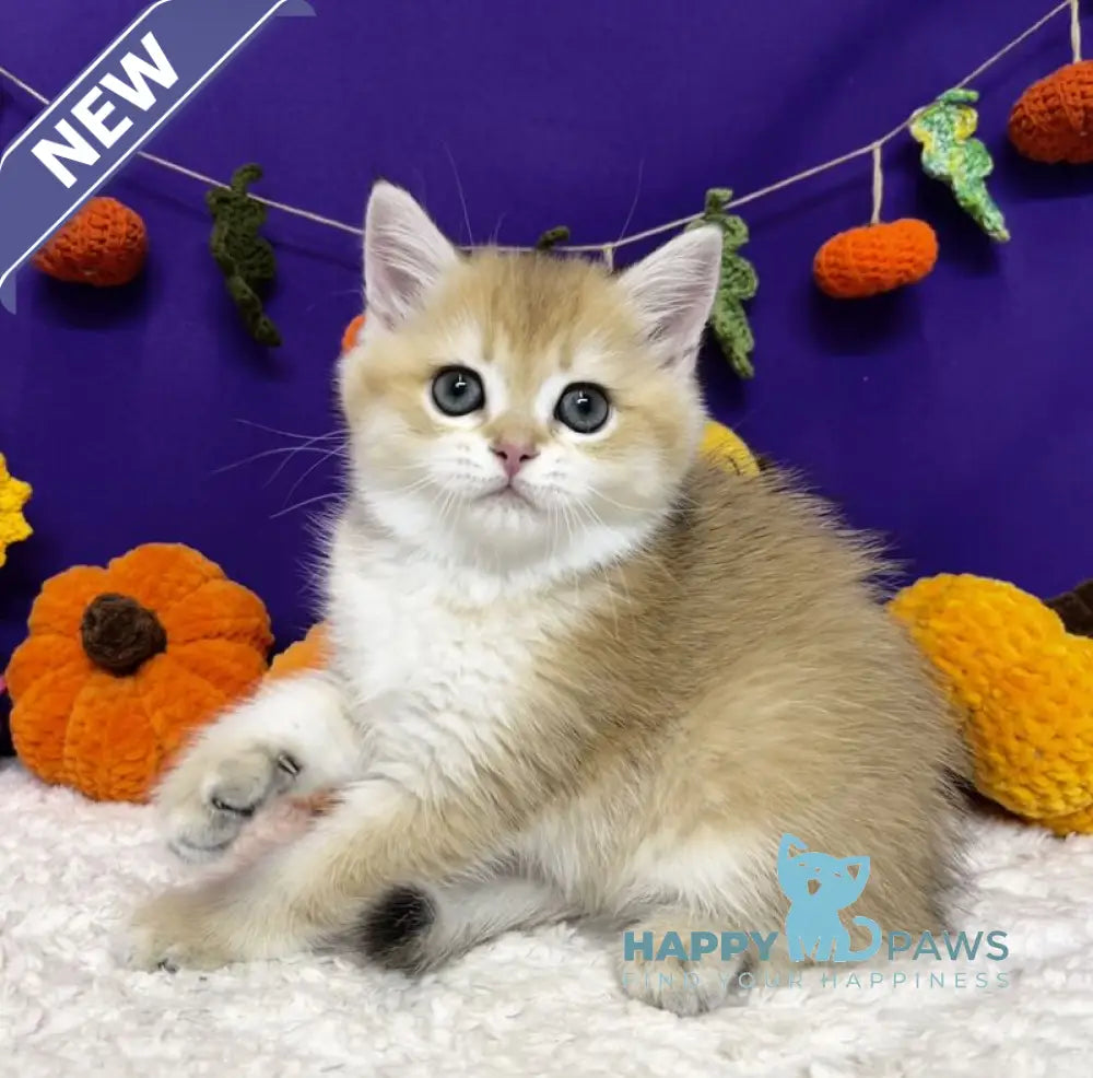 Chanel Scottish Straight female black golden chinchilla live animals