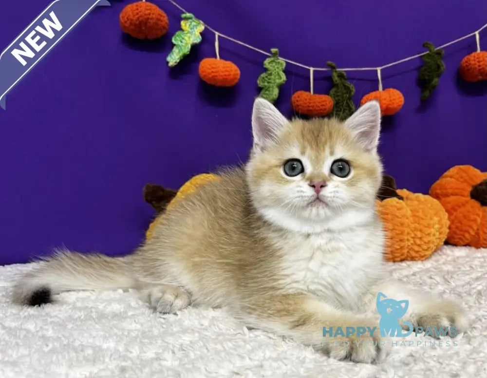 Chanel Scottish Straight female black golden chinchilla live animals