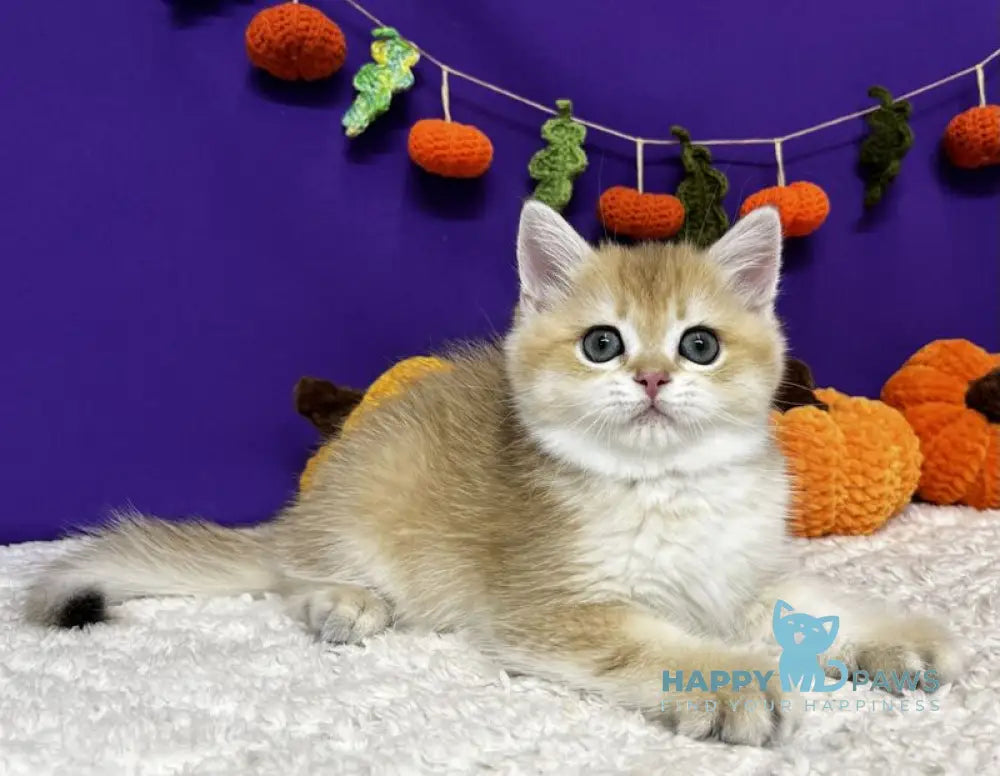 Chanel Scottish Straight female black golden chinchilla live animals