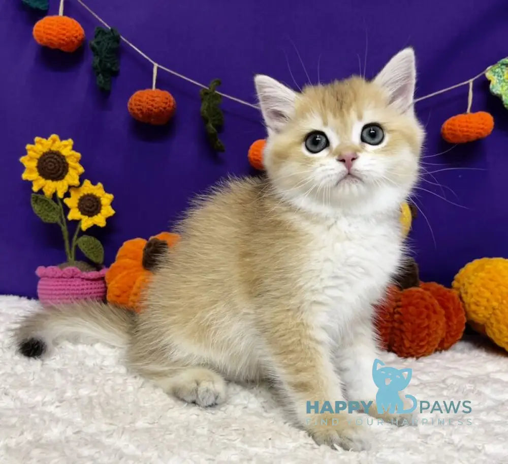 Chanel Scottish Straight female black golden chinchilla live animals