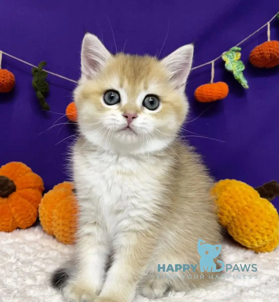 Chanel Scottish Straight female black golden chinchilla live animals