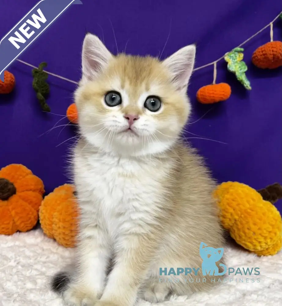 Chanel Scottish Straight female black golden chinchilla live animals