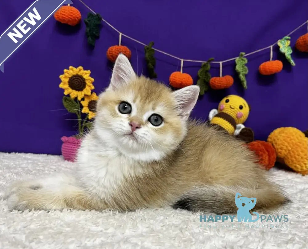 Chanel Scottish Straight female black golden chinchilla live animals