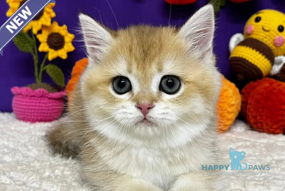 Chanel Scottish Straight female black golden chinchilla live animals