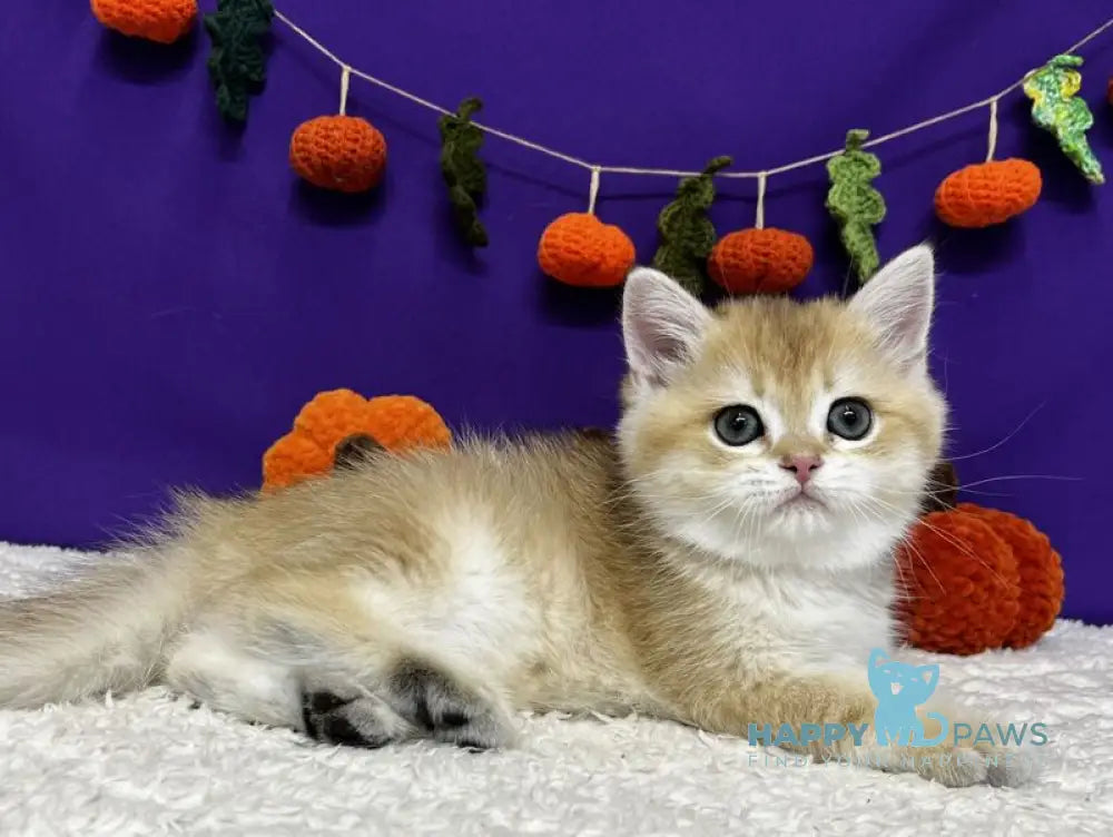 Chanel Scottish Straight female black golden chinchilla live animals