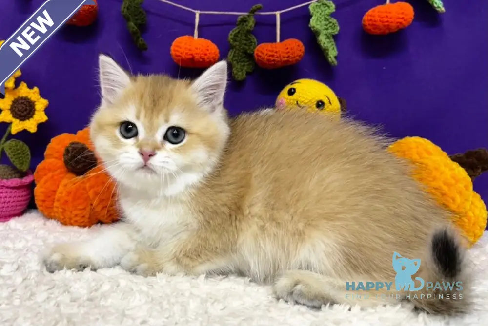 Chanel Scottish Straight female black golden chinchilla live animals