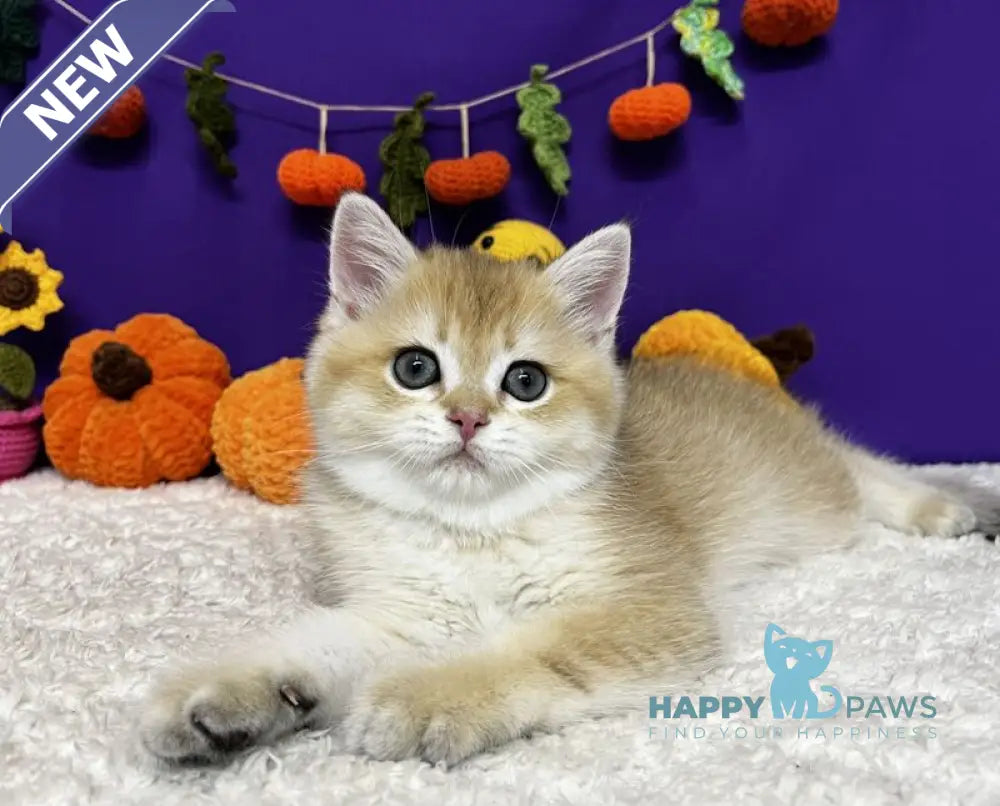 Chanel Scottish Straight female black golden chinchilla live animals