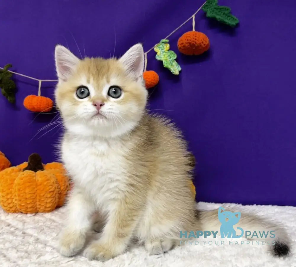 Chanel Scottish Straight female black golden chinchilla live animals