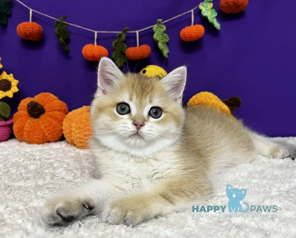 Chanel Scottish Straight female black golden chinchilla live animals