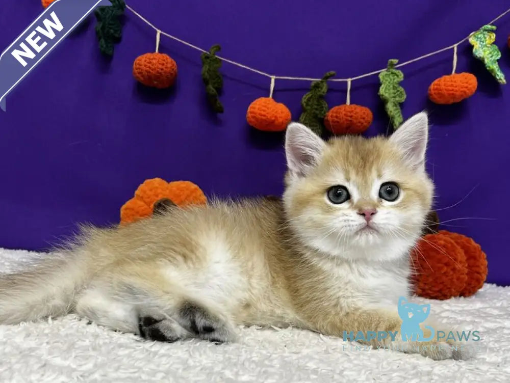 Chanel Scottish Straight female black golden chinchilla live animals
