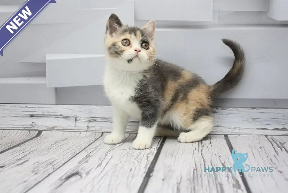 Chanel Scottish Straight female blue tortie tabby bicolour live animals