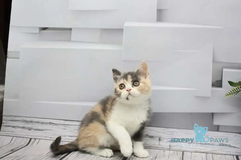 Chanel Scottish Straight female blue tortie tabby bicolour live animals