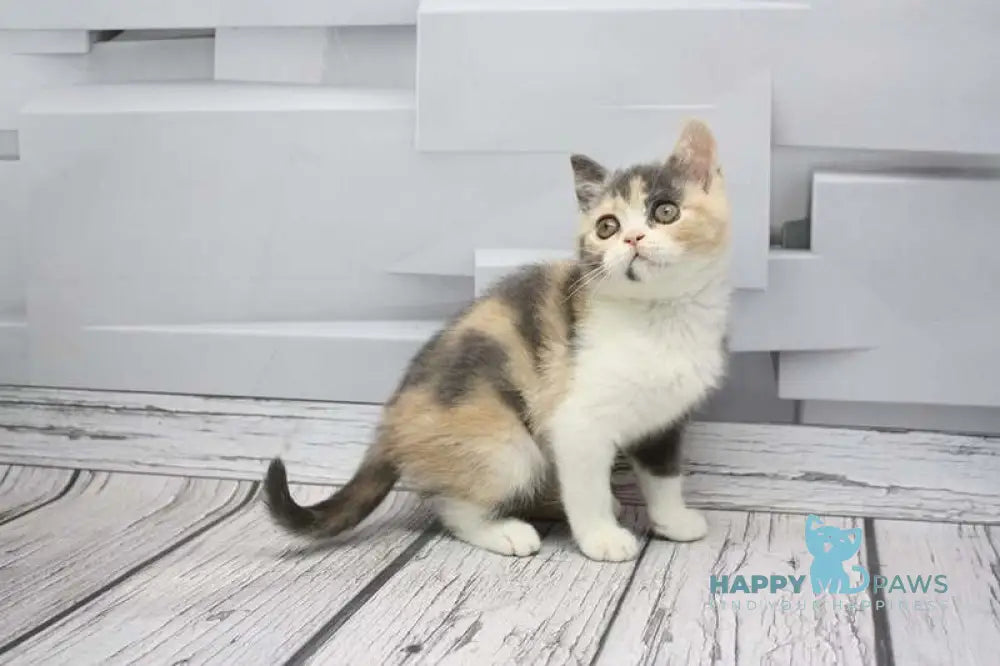 Chanel Scottish Straight female blue tortie tabby bicolour live animals