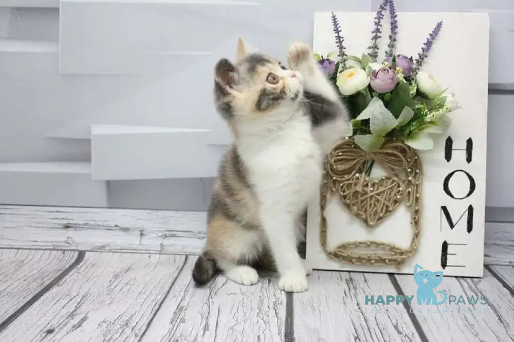 Chanel Scottish Straight female blue tortie tabby bicolour live animals