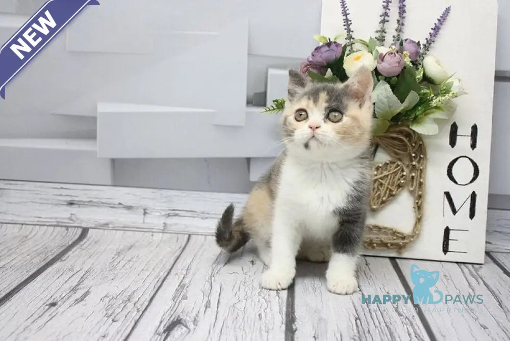 Chanel Scottish Straight female blue tortie tabby bicolour live animals