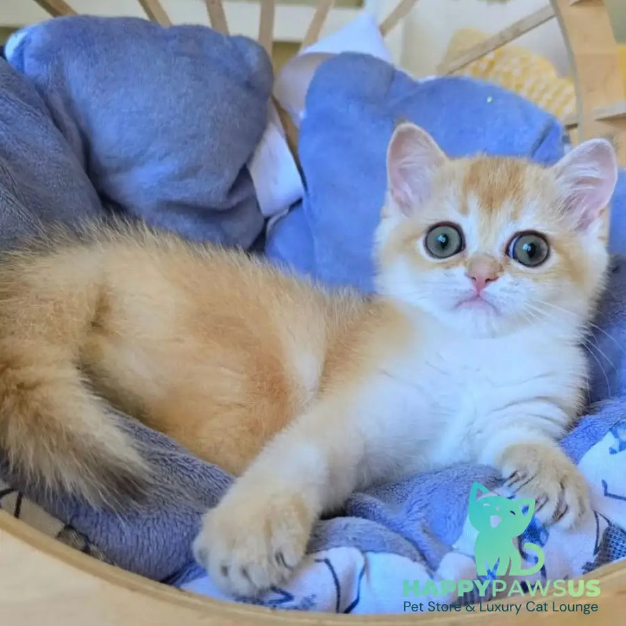 Chanel Scottish Straight female chocolate golden shaded - live animals