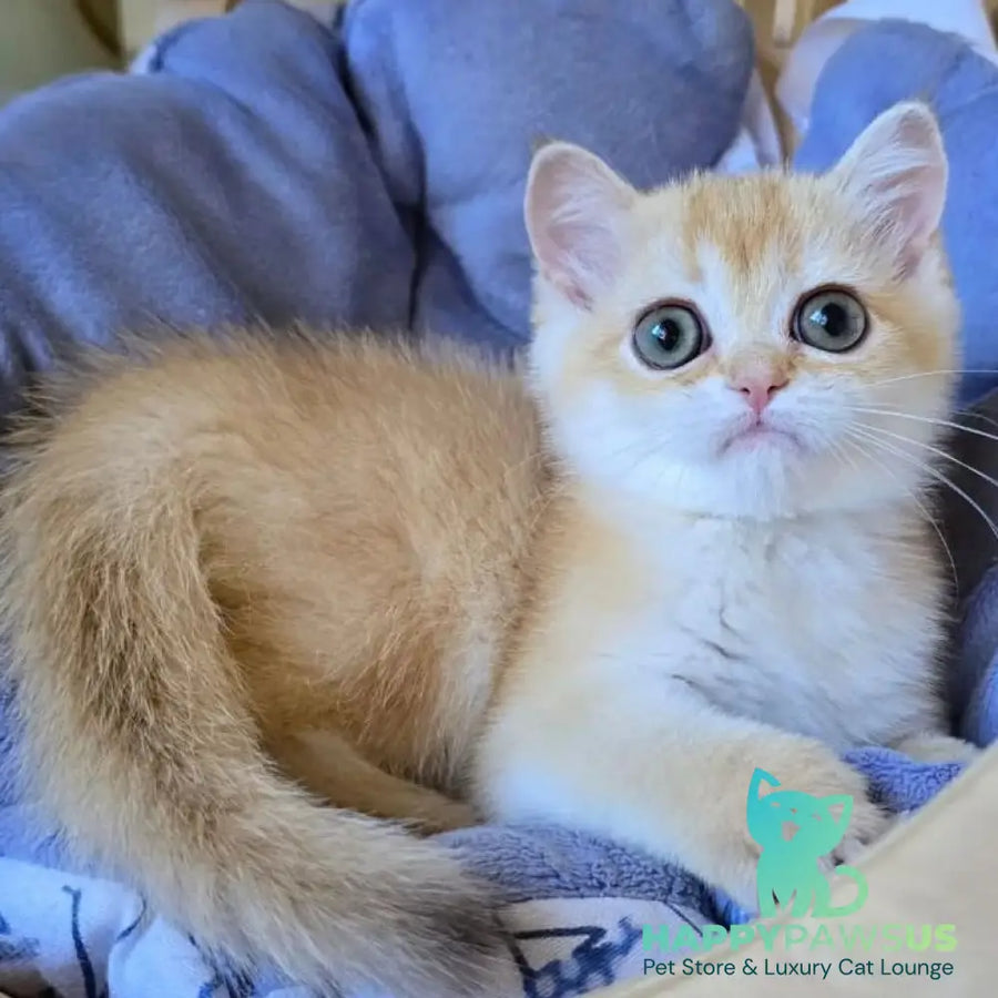 Chanel Scottish Straight female chocolate golden shaded - live animals