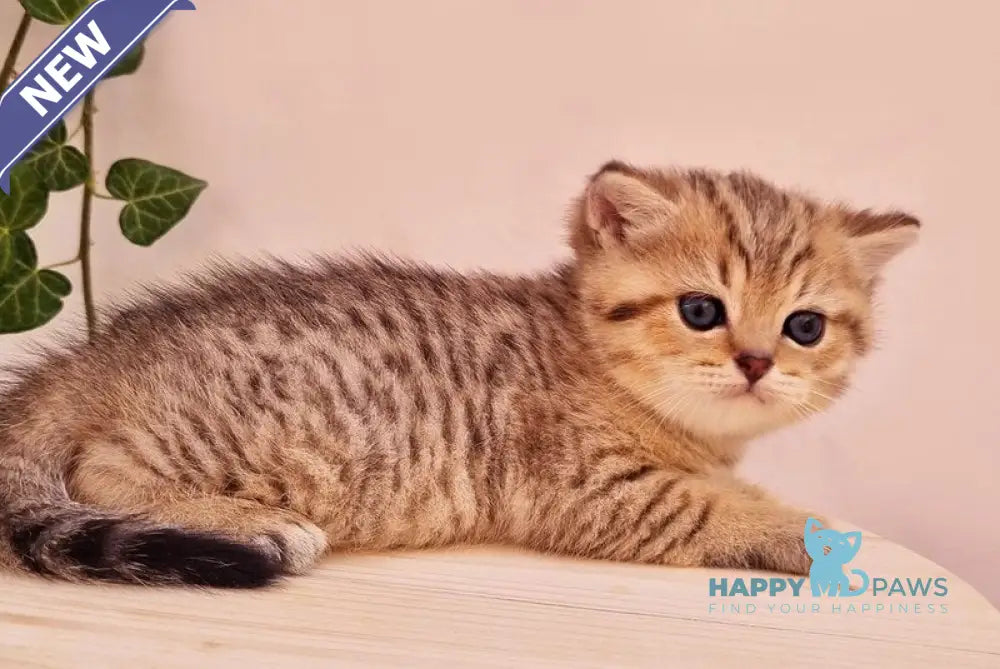Chappy British Shorthair male black golden spotted tabby live animals