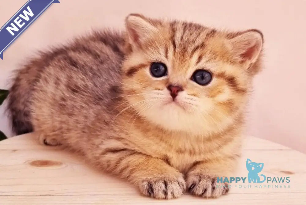 Chappy British Shorthair male black golden spotted tabby live animals