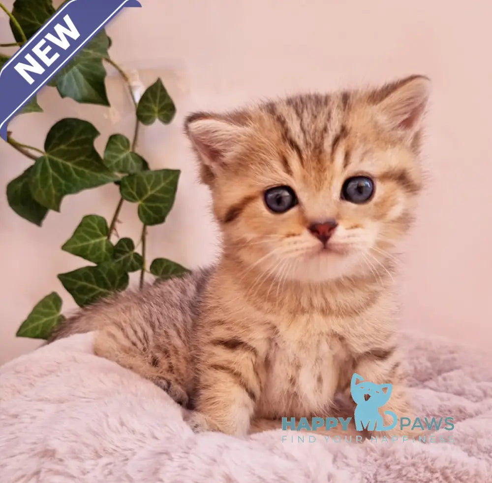 Chappy British Shorthair male black golden spotted tabby live animals