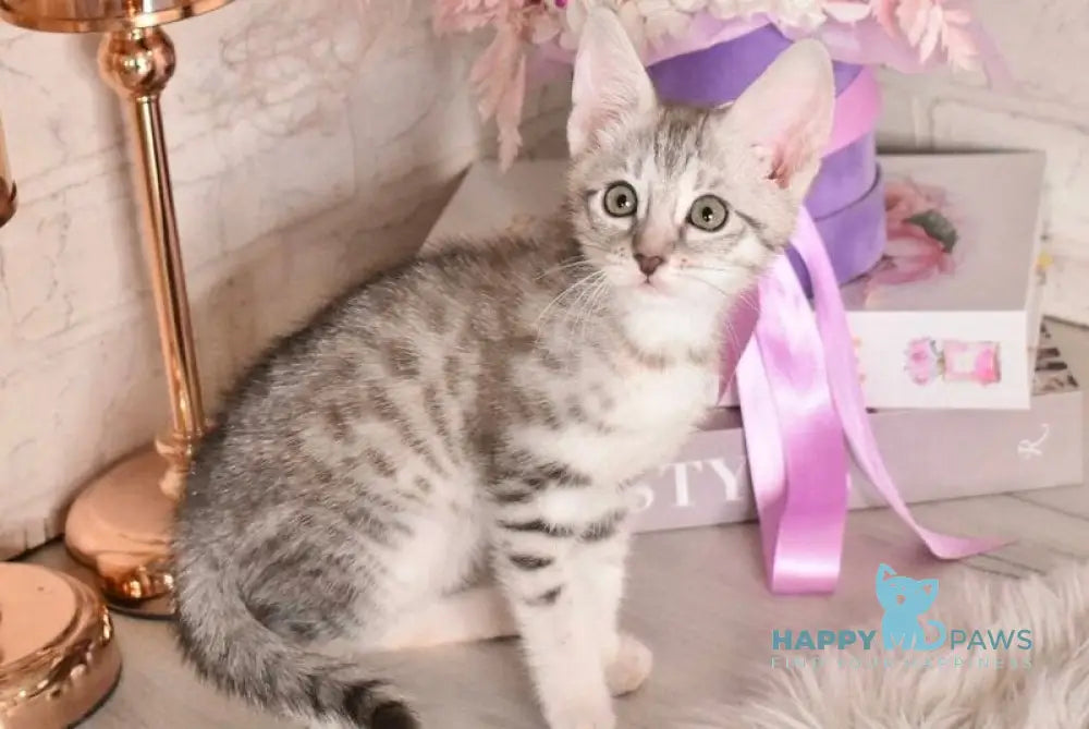 Chara Savannah female black silver spotted tabby - live animals